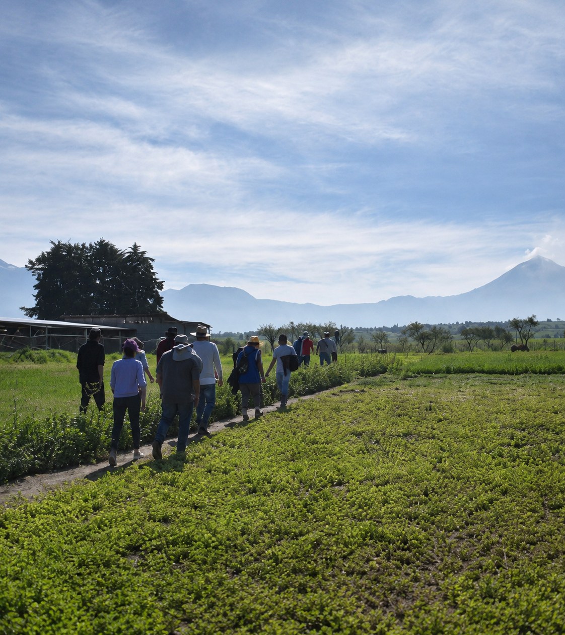 Foraging walk toward the volcano